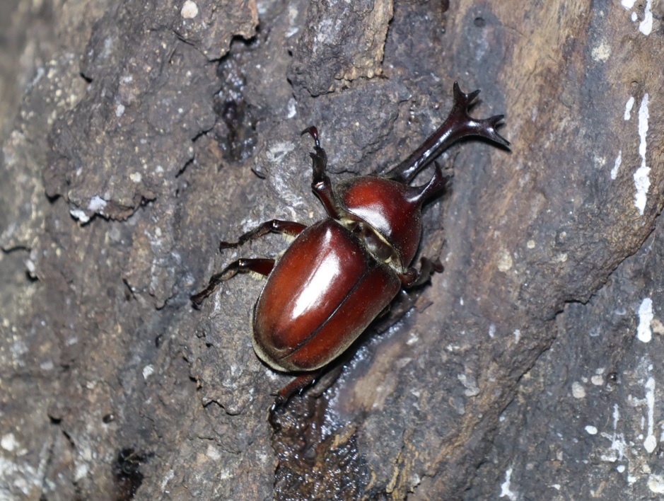 赤い カブトムシ ♂_No7のクヌギ_クワガタ達のオアシス_2023年7月31日19時40分 気温29.2度